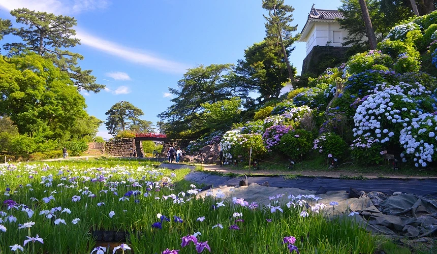 小田原城址公園菖蒲花與繡球花/圖片來源: