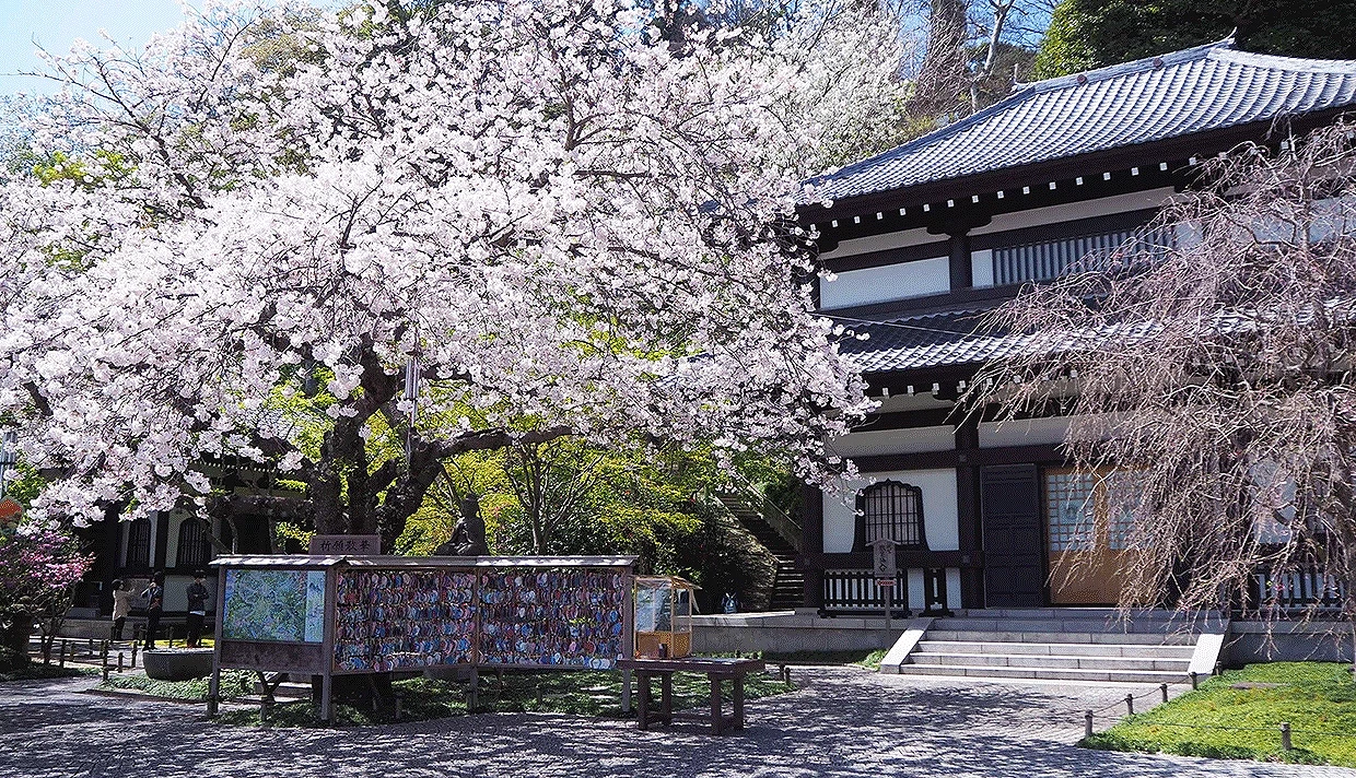 前面是櫻花樹,櫻花樹後面有一座寺廟