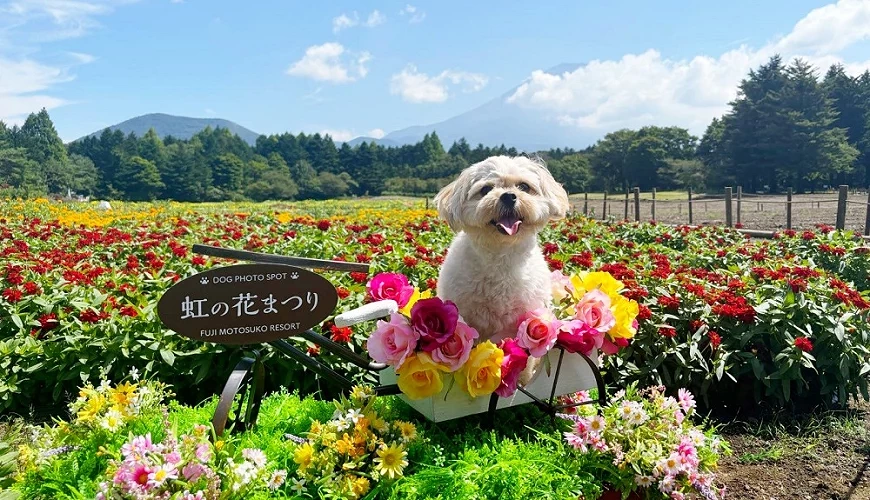 彩虹花祭會場中的小狗