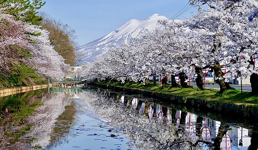 弘前公园的樱花景色