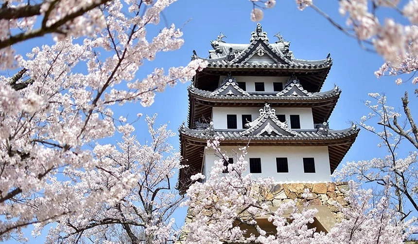 淡路岛「洲本城」樱花