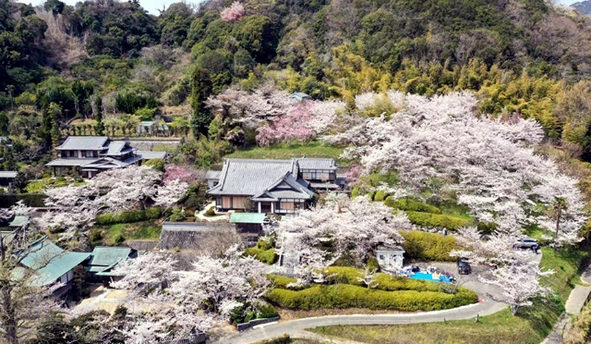 春天樱花盛开的「圆城寺」。