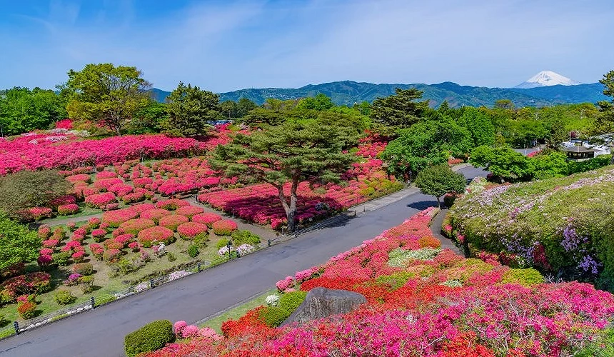 盛放梅花的小室山