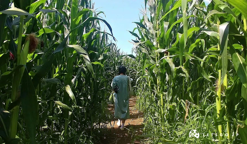 人物被飼料玉米包圍