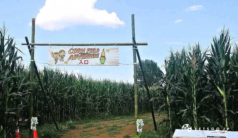 種滿飼料玉米的農地