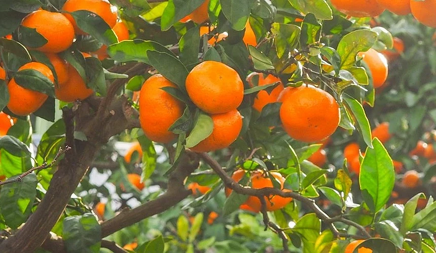 枝叶茂密的橘子树 loading=