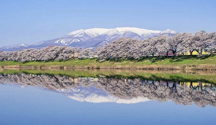 白石川堤一目千本樱满开樱花与雪山倒影