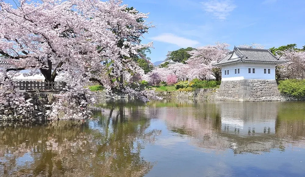 池面上有一株粉色樱花树,右侧是一座城