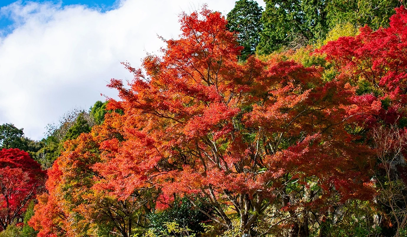 秋季時漫山遍野的紅葉美景