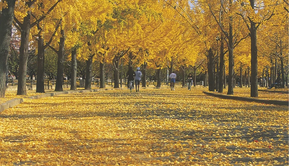 除了紅葉也能欣賞到整排的銀杏美景