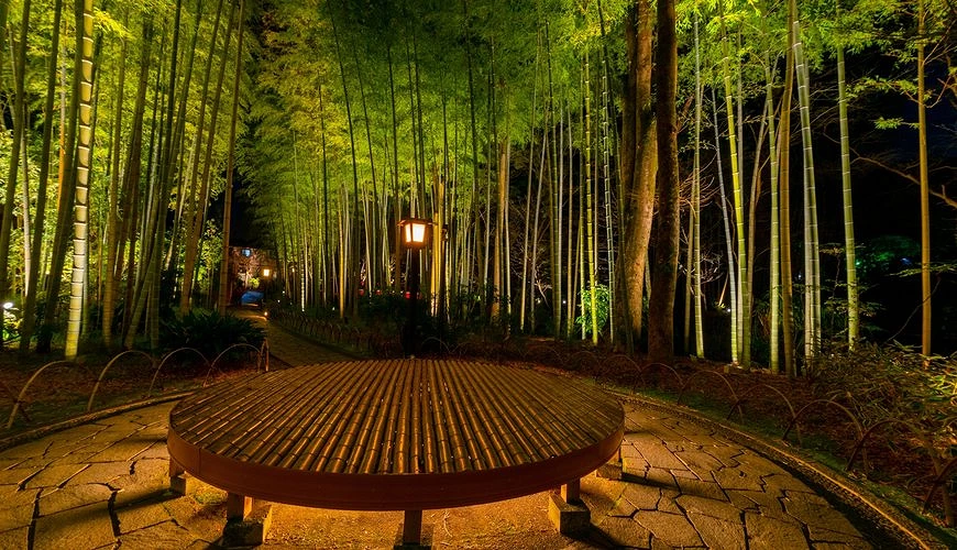 修善寺竹林小径夜间点灯景色，中央设有竹制圆形长椅与石板小径，两侧高耸竹林被灯光照亮，营造宁静梦幻氛围