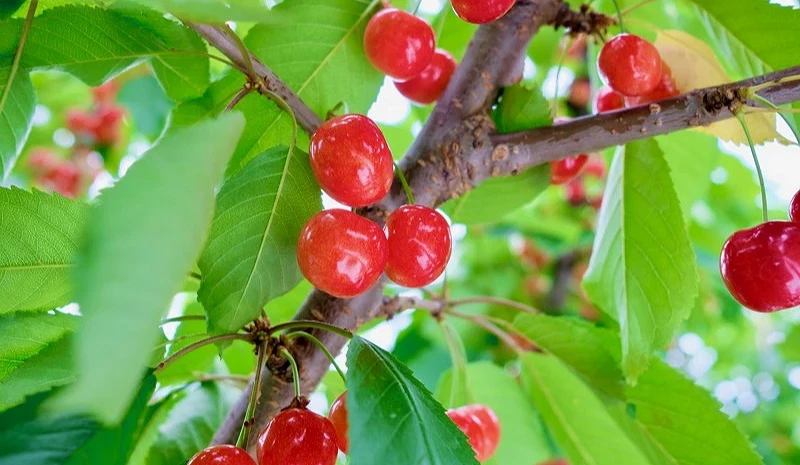山形櫻桃示意圖