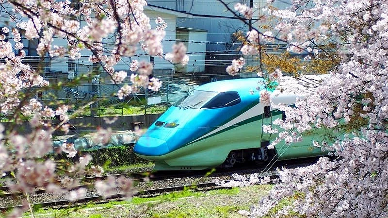 山形樱花季示意图