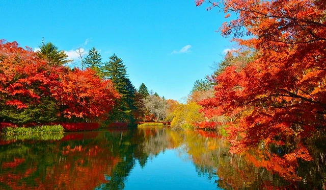 輕井澤的賞楓景點雲湯池在紅葉季有著迷人景色
