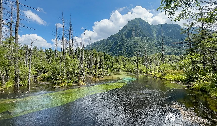 上高地岳泽湿原,清澈溪流与枯木倒影,背景是绿意盎然的群山与蓝天白云