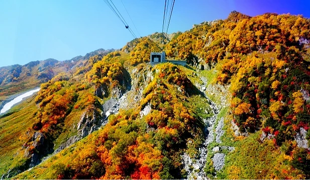 立山黑部大观峰缆车沿着山壁行驶,山谷两侧满布金黄与红色枫叶,形成壮丽的高山红叶景观,远方仍可见残雪映衬