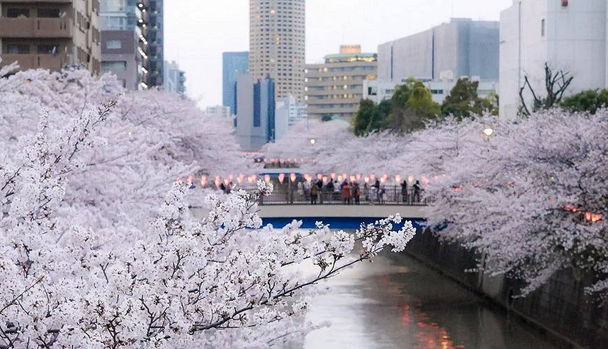 目黑川的櫻花祭