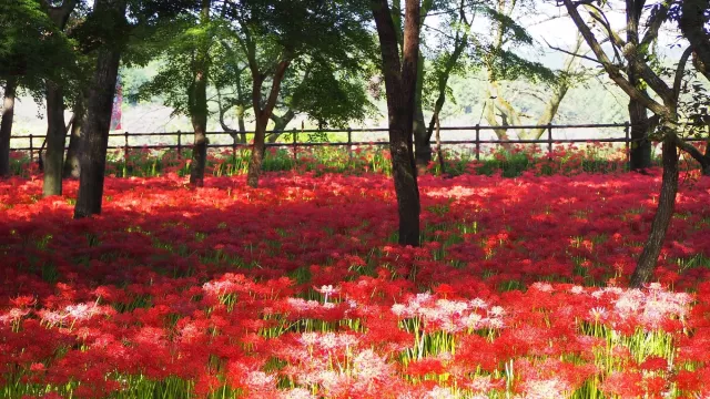 2025日本彼岸花景点11选:巾着田必访!彼岸花花语、观赏期一次看