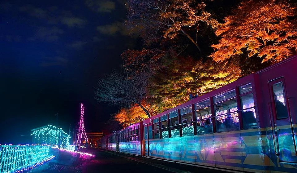 點綴著藍紫燈飾的嵯峨野觀光小火車穿梭於楓紅之間,車廂反射出彩色光影
