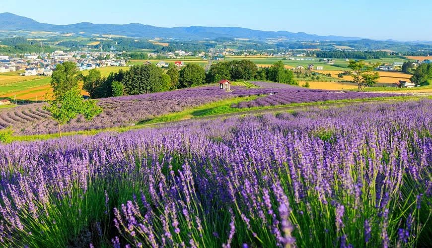 日出公园的薰衣草田