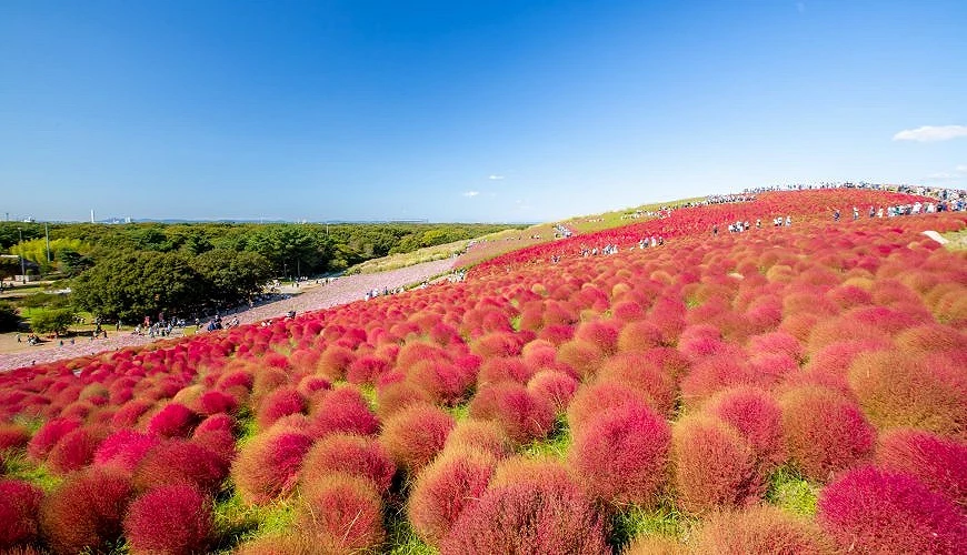 日立海滨公园的红色扫帚草