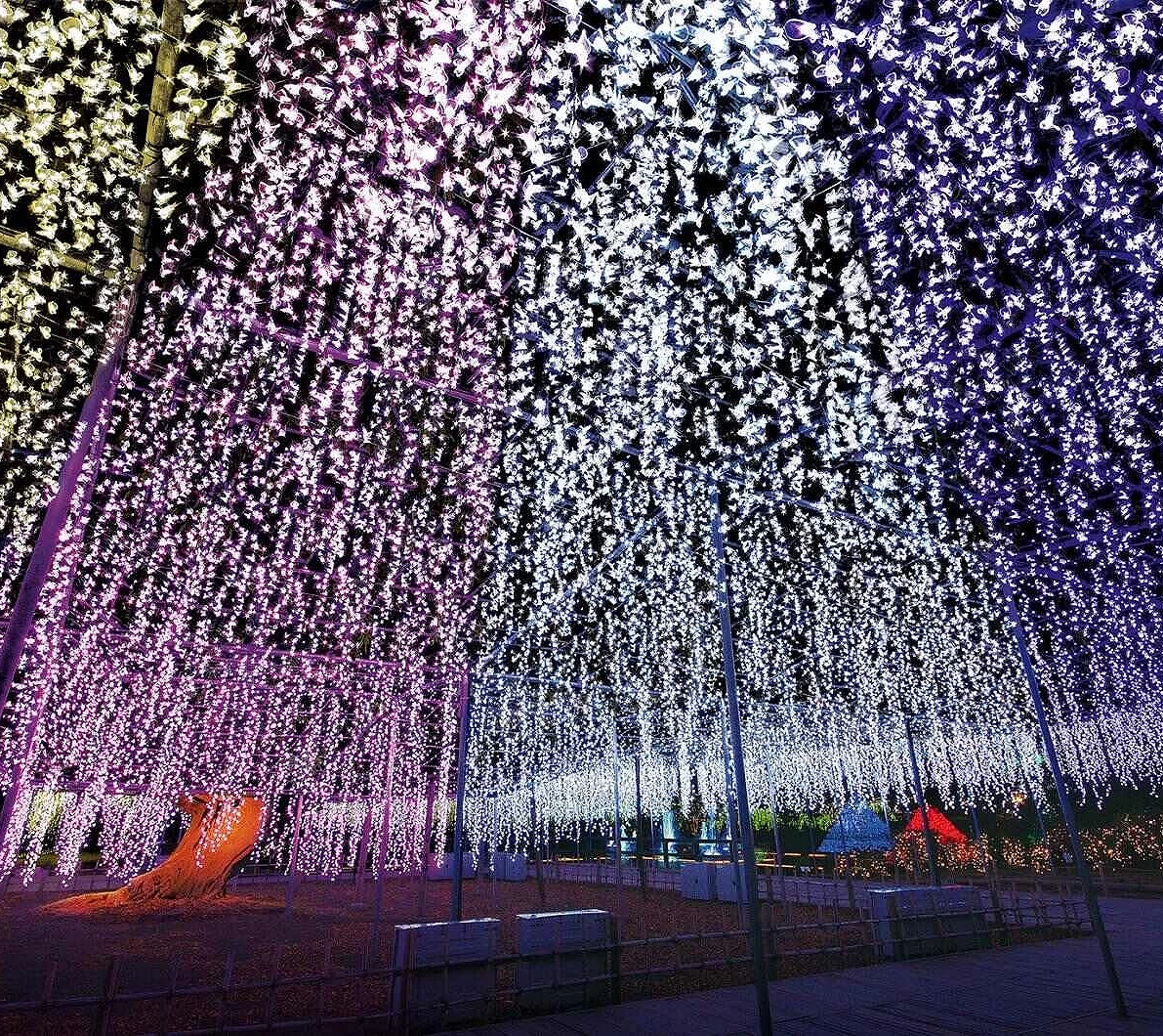 紫色与白色交织的灯海宛如光之藤棚,点点灯光垂挂闪耀