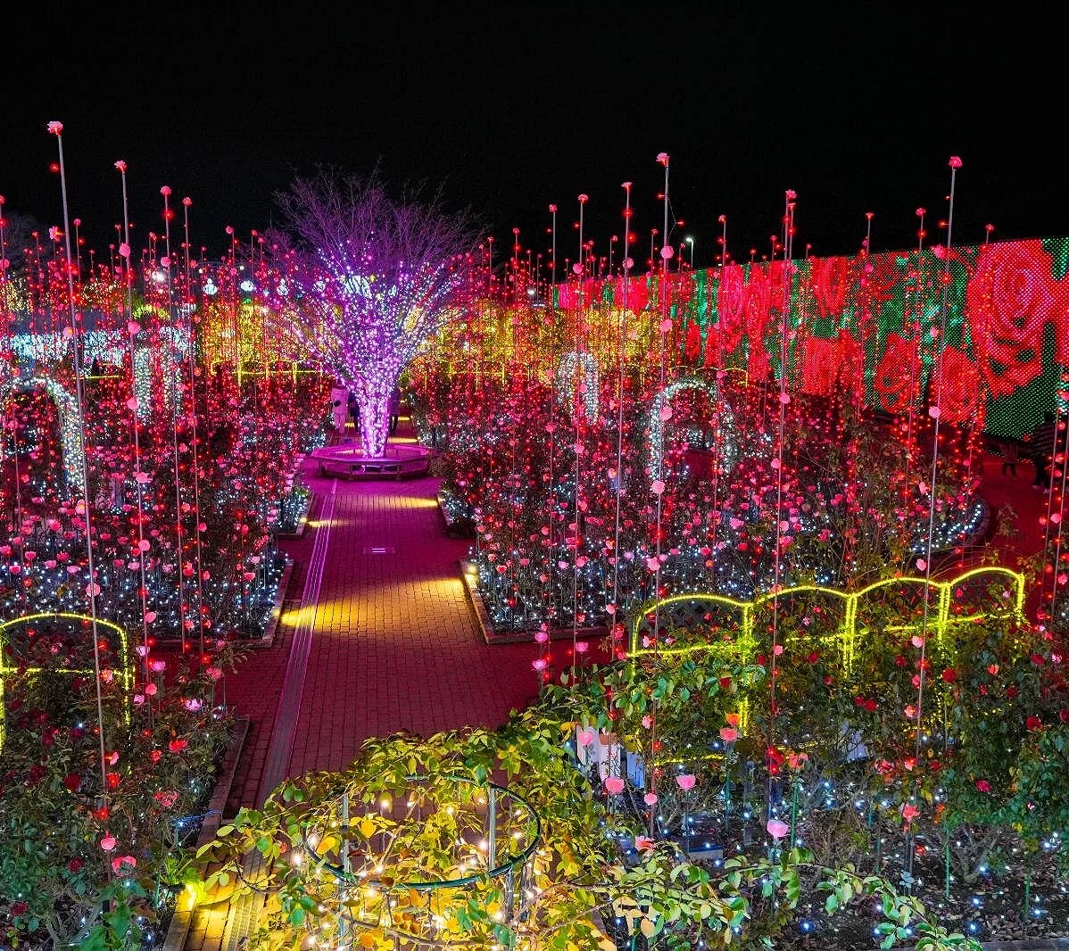 夜间花园被红、粉、紫色灯海覆盖,满园玫瑰灯饰闪耀,中央点缀着发出粉紫光的树木