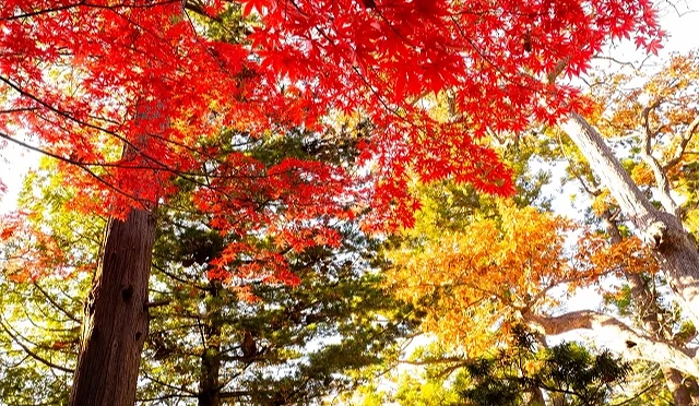 枫叶与银杏交织