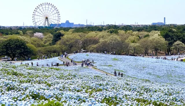 「國營常陸海濱公園」攻略：粉蝶花必拍、交通門票、四季觀賞指南