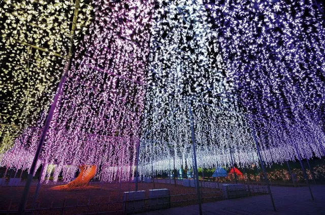 被光與香氣包圍的夢幻盛宴:2025 足利花卉公園「光之花園 」冬季登場!