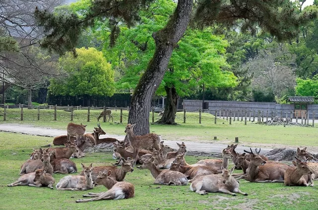 奈良公園的小鹿是神的使者?有關奈良鹿的秘話