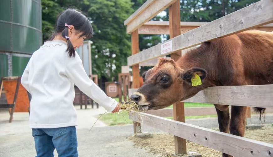 小女孩餵食牧場內的乳牛