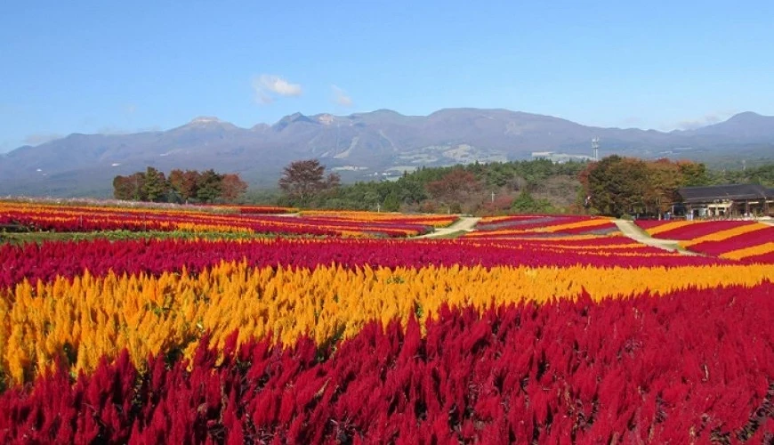 那須花卉世界以群山為背景的花卉地毯
