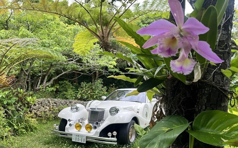 白色老式汽車停在綠色樹林中，前景有盛開的紫色蘭花