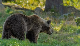 为何日本近期常有熊出没?遇到熊该怎么办?安全对策教你出游自保 的缩图