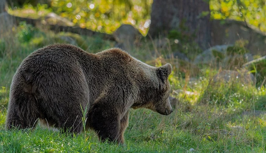 棕熊步行在森林裡