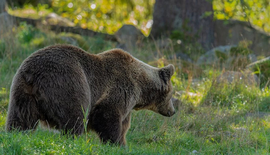 【日本熊出沒即時地圖】為何熊頻繁出現？遇熊對策、全國目擊狀況總整理