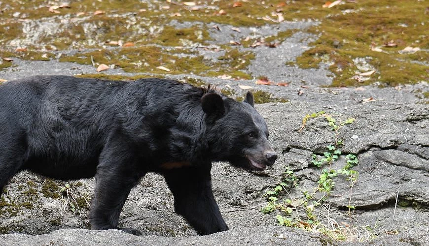 黑熊沿溪邊步行