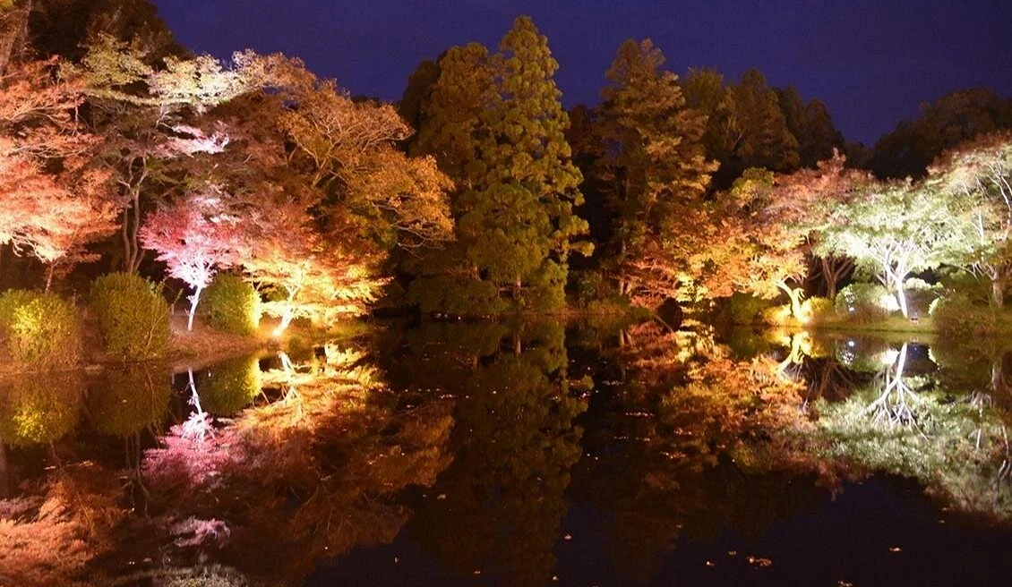 夜晚的打光的紅葉與倒映在池塘上的紅葉