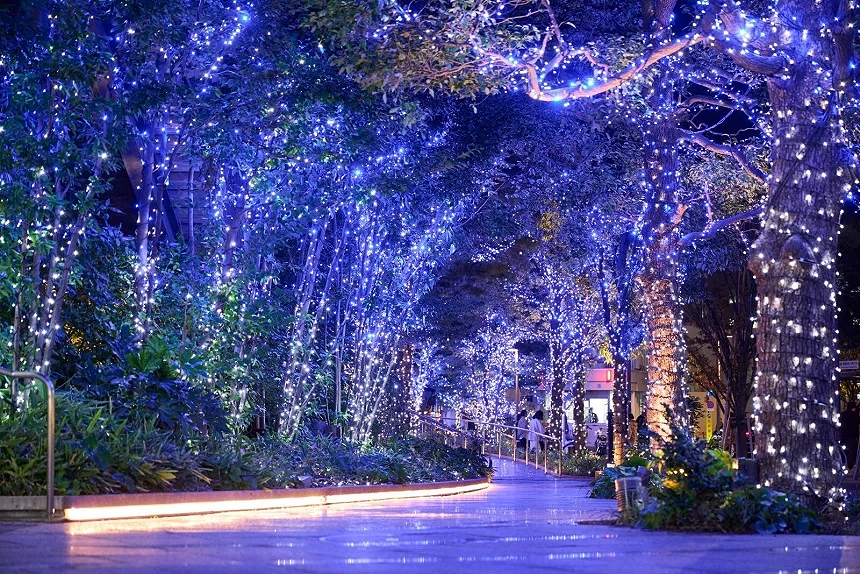 夜晚的樹上裝飾了許多藍色的LED