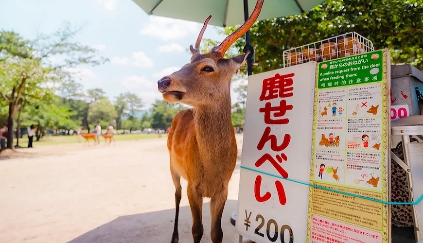 奈良公園內的鹿仙貝的攤販與鹿