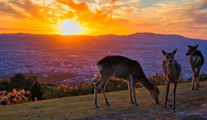 若草山賞看出去的夕陽,右邊有三隻鹿