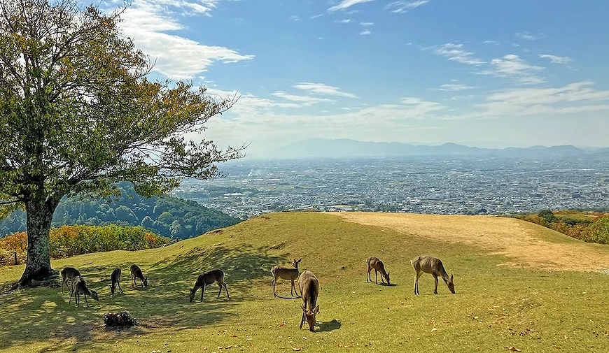 若草山坡上有數隻吃草的鹿,遠方能眺望奈良市景