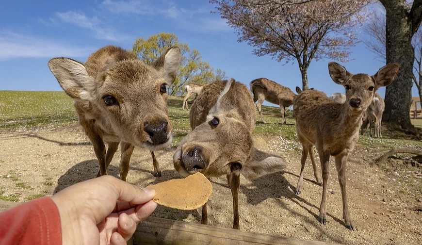 餵鹿吃鹿仙貝