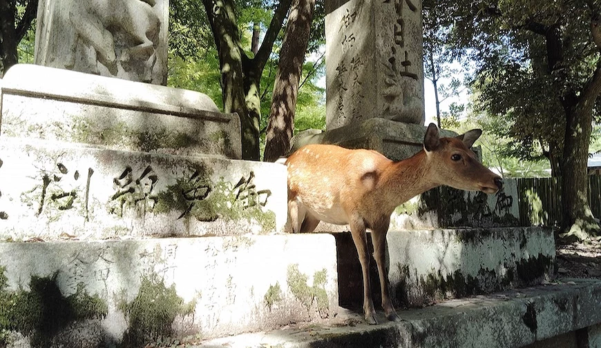 奈良公園與鹿的合影