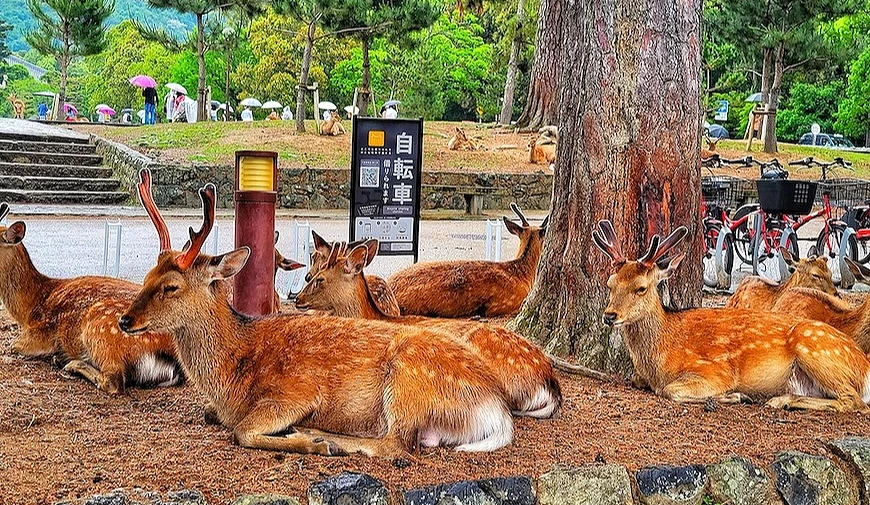 奈良公園內的鹿群坐在路邊