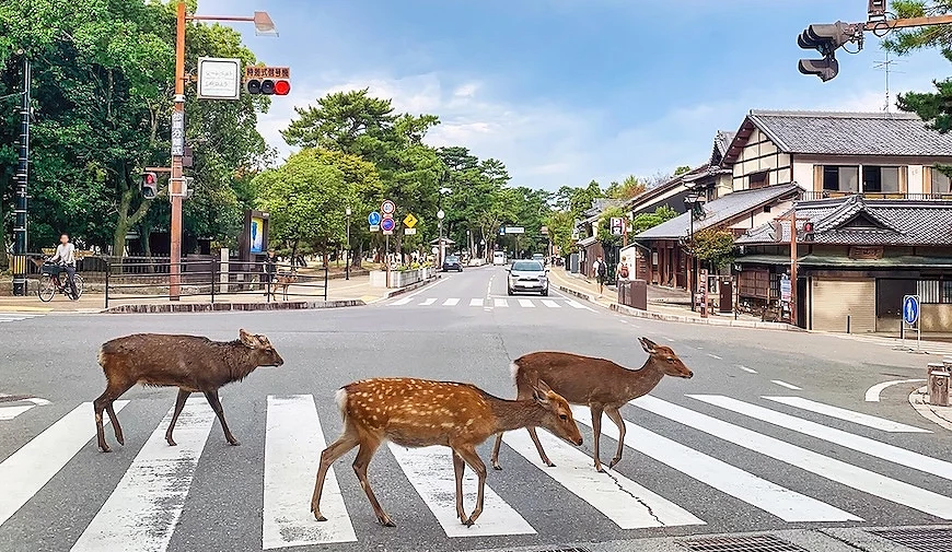 奈良公園的鹿過馬路
