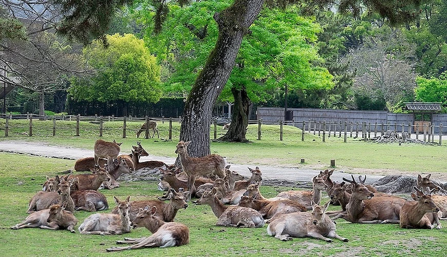 奈良公園松樹下的鹿群