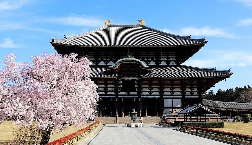 櫻花與東大寺正面