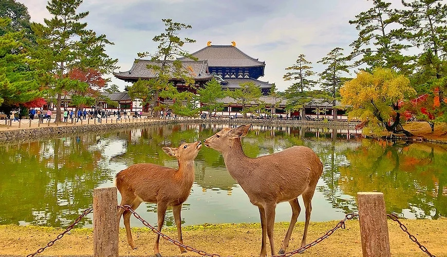 奈良公園的兩匹鹿,背景是湖泊與東大寺
